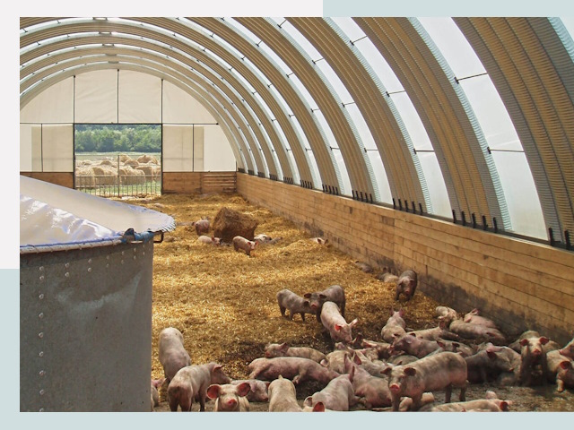 Строительство свинарников в Соколе