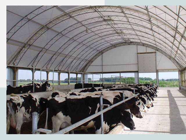 Тентовые коровники в Соколе